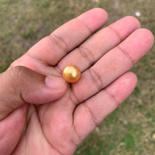 12mm Golden South Sea Pearl High Grade Loose Gold Seawater Pearl PP3-5