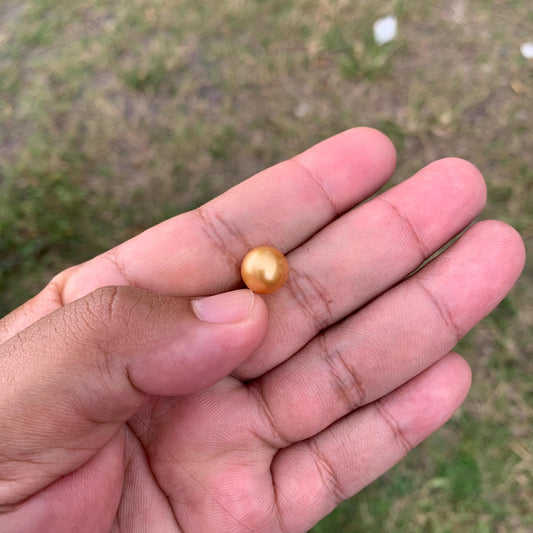 10.6mm Golden South Sea Pearl High Grade Loose Seawater Pearl PP3-6
