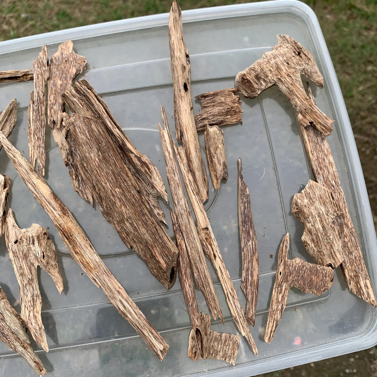 50グラム 沉香 奇楠 沈香 العود C7 50 Grams Agarwood Oud