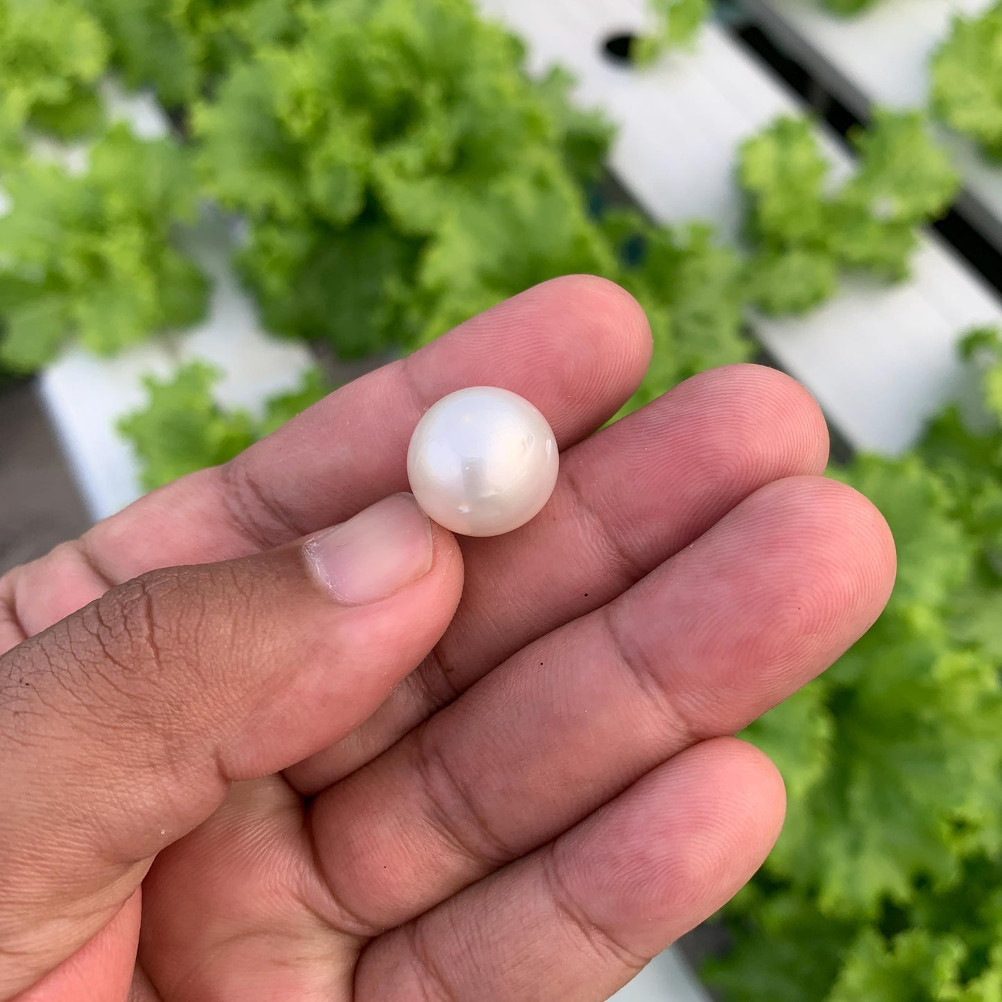 White South Sea Pearl Loose Indonesia Pearl (15x14.7mm) BoZorX FR-5