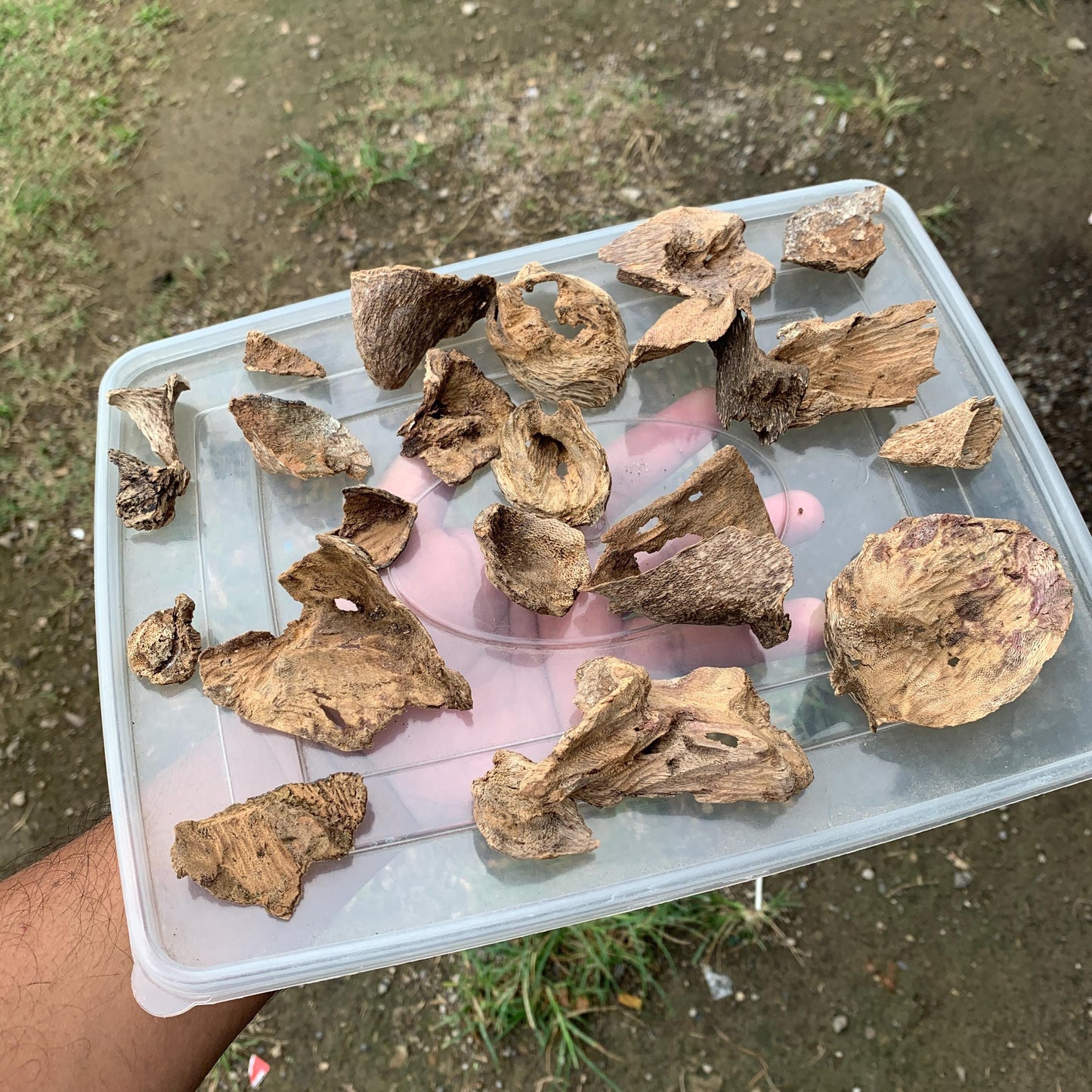 Natural Incense Agarwood Chip Chénxiāng Oud Oudh Xiāng Kyara Kynam Aloeswood Kinam qí nán Jinkō Englewood 50 Grams C6