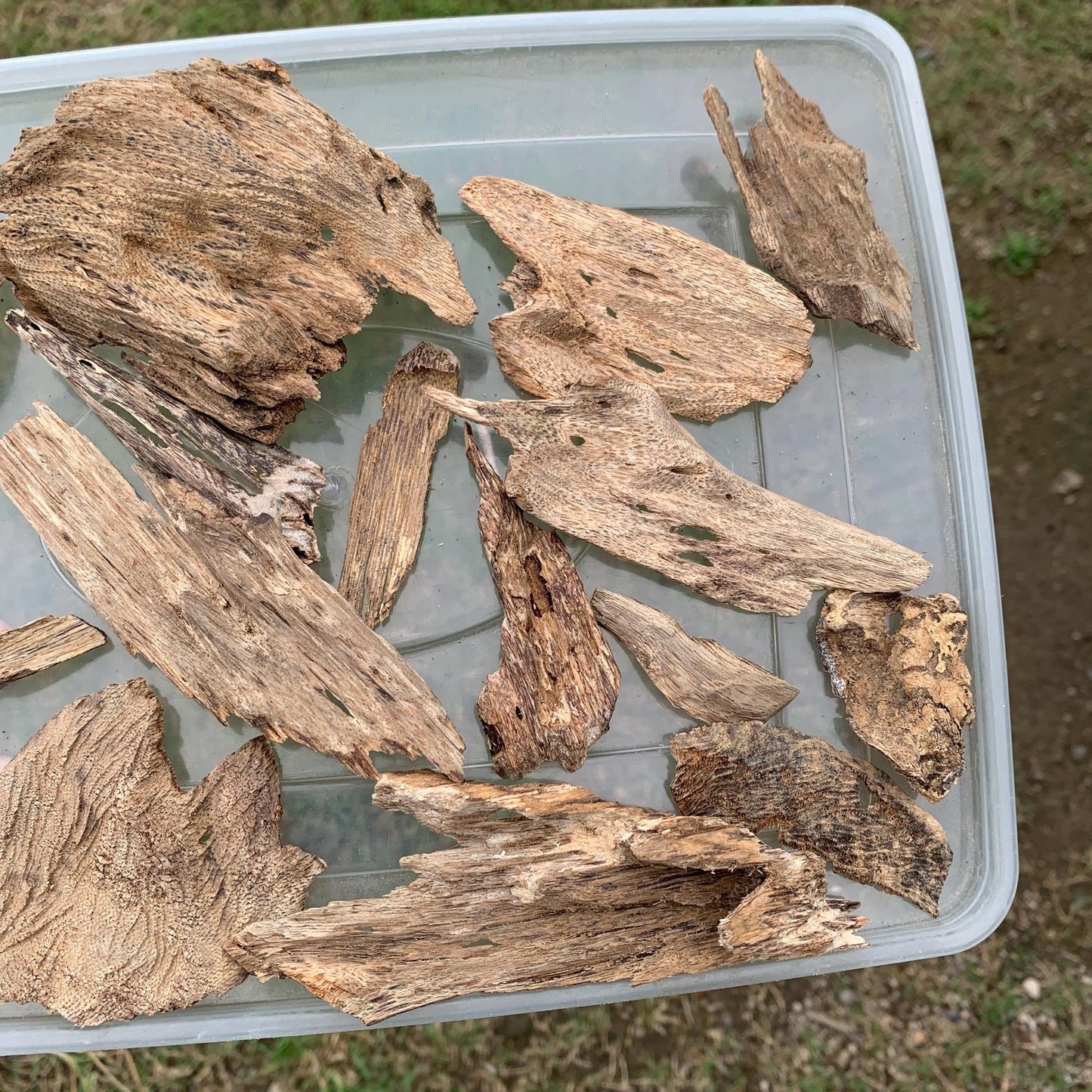 50 Grams Agarwood Oud 沉香 奇楠 沈香 العود C7
