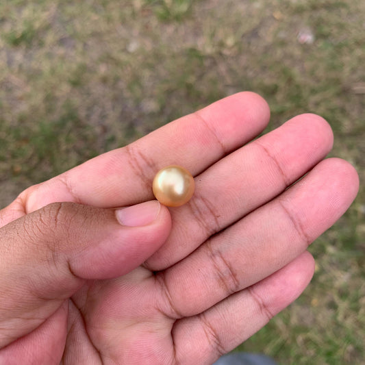 12.6mm Golden South Sea Pearl High Grade Loose Gem PP3-4