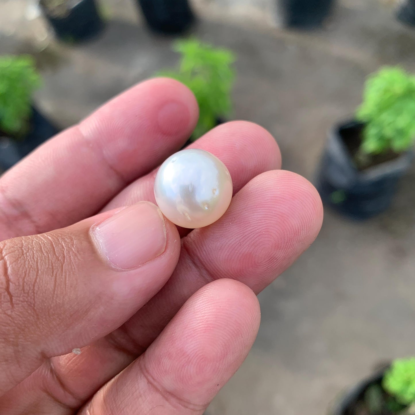 14.6mm Loose White South Sea Pearl Indonesia BoZorX FR-4