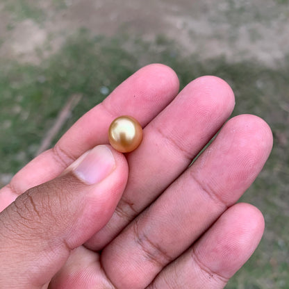 11.6mm Golden South Sea Pearl High Grade Loose Gem PP4-B