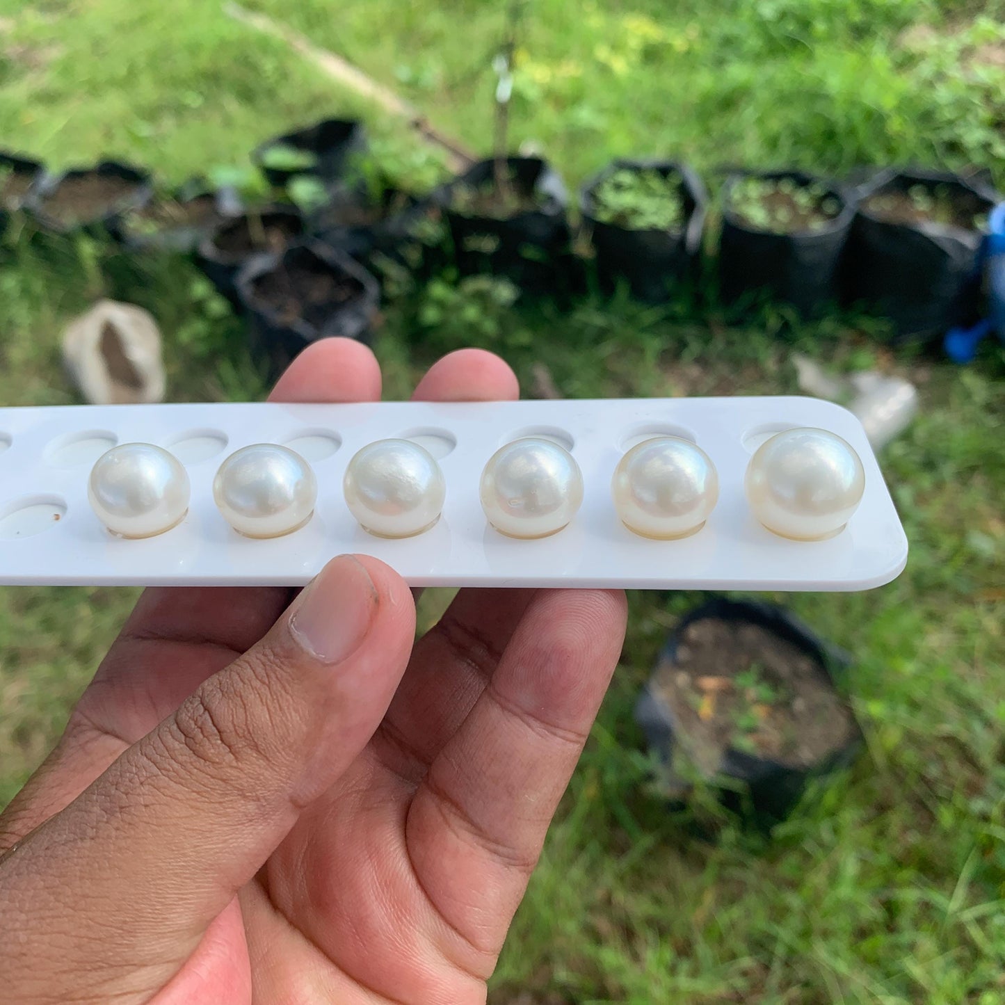 White South Sea Pearl Loose Button Shape, 14.5-16mm BT