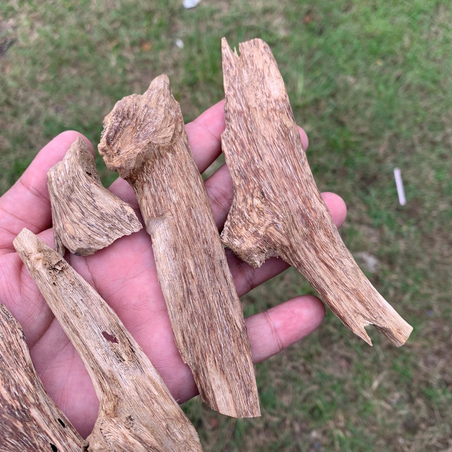50克 沉香 奇楠 沈香 العود 50 Grams Agarwood Oud C9