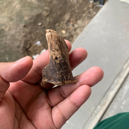 Agarwood Chips Chénxiāng Oud Incense Oudh Xiāng Kyara Kynam Aloeswood Kinam qí nán Jinkō Englewood 50 Grams C5 Solid Wood