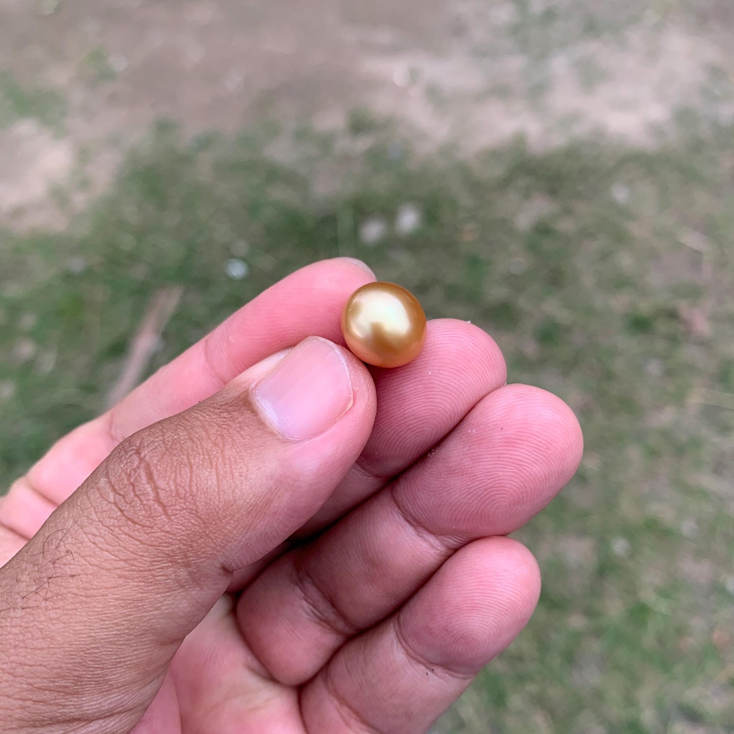 11.6mm Golden South Sea Pearl High Grade Loose Gem PP4-B