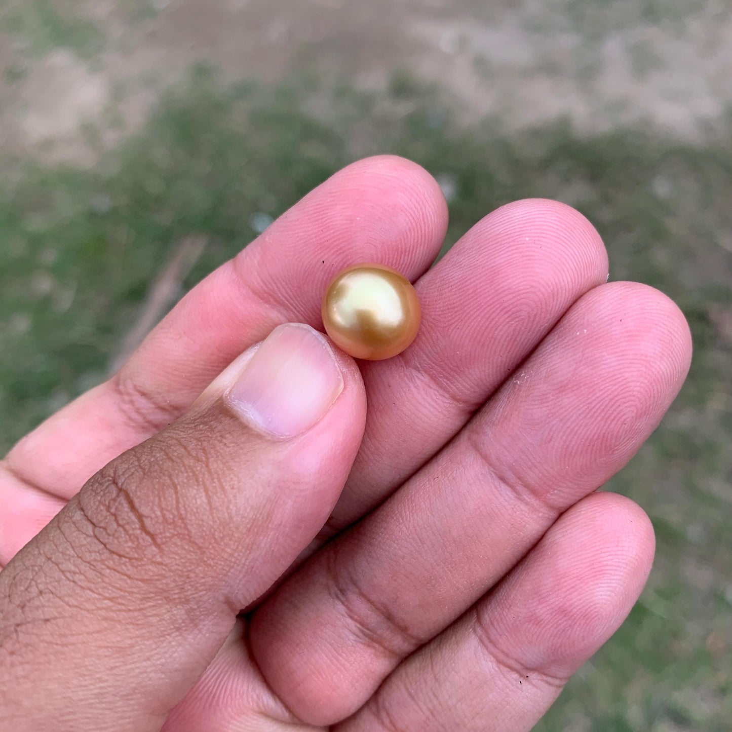 11.6mm Golden South Sea Pearl High Grade Loose Gem PP4-B