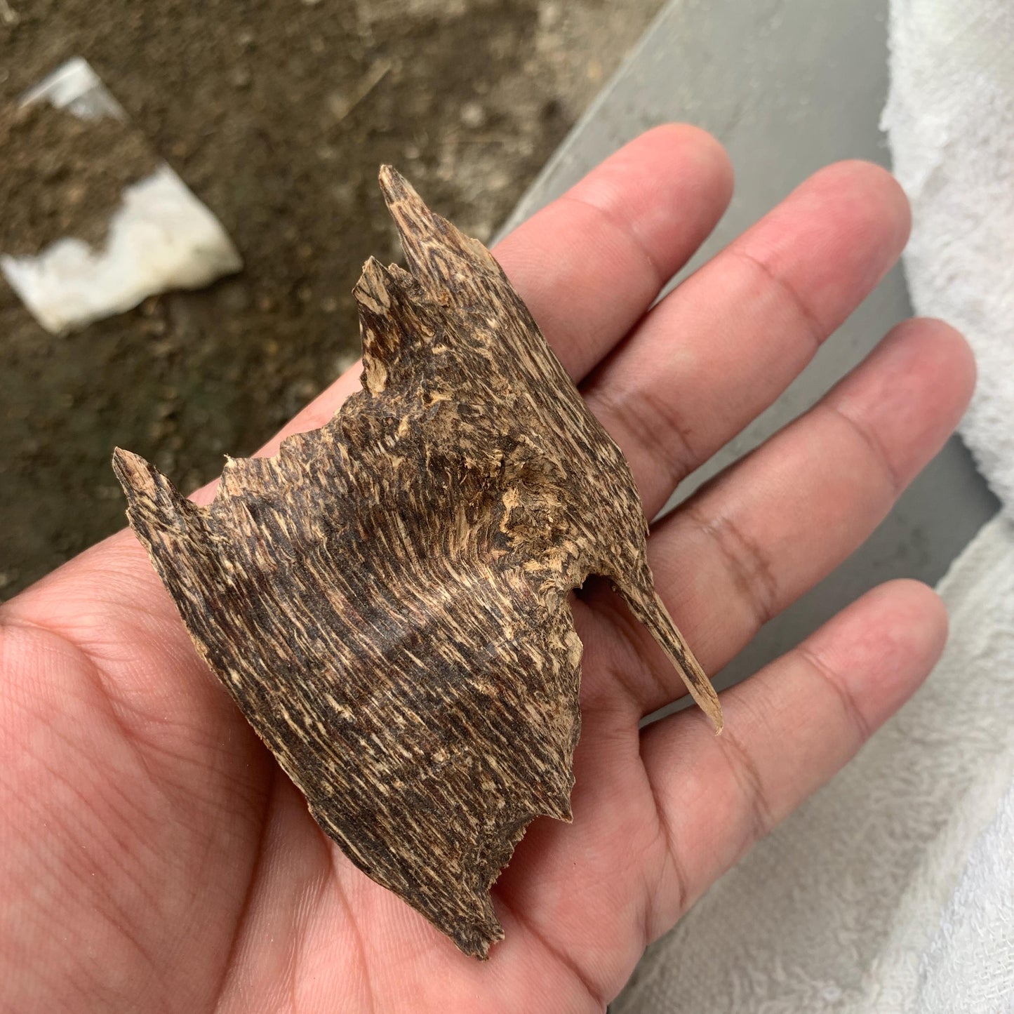 Agarwood Chips 沉香 Chénxiāng Oud Incense Oudh Xiāng Kyara Kynam Aloeswood Kinam 奇楠 qí nán 沈香 Jinkō Englewood 50 Grams العود Small Chips C3