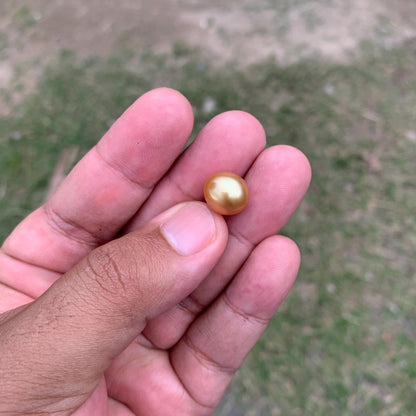 11.6mm Golden South Sea Pearl High Grade Loose Gem PP4-B