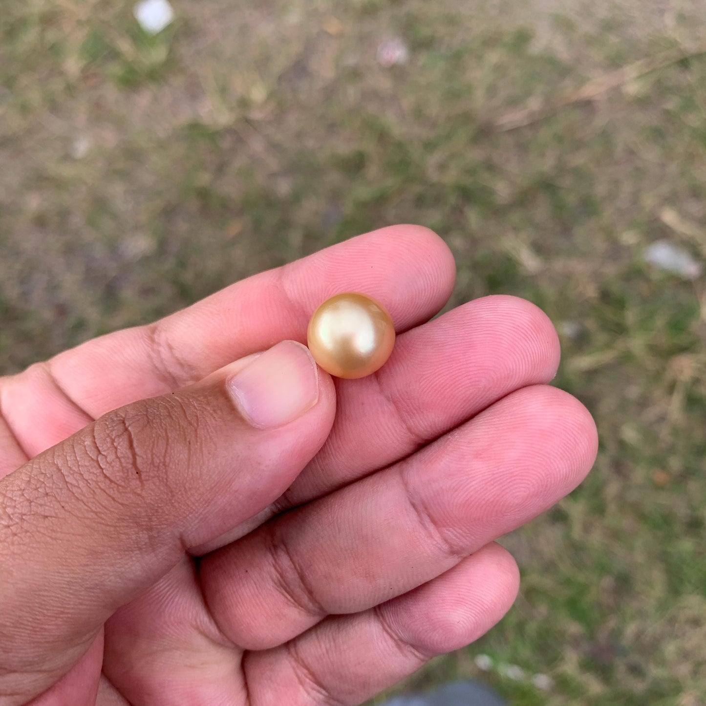 12.6mm Golden South Sea Pearl High Grade Loose Gem PP3-4