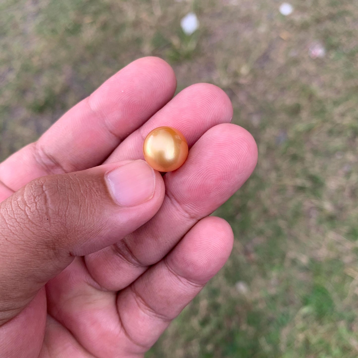 12mm Golden South Sea Pearl High Grade Loose Gold Seawater Pearl PP3-5