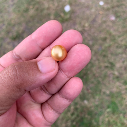 12mm Golden South Sea Pearl High Grade Loose Gold Seawater Pearl PP3-5