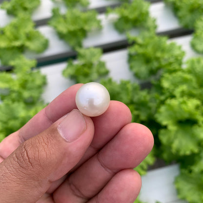 White South Sea Pearl Loose Indonesia Pearl (15x14.7mm) BoZorX FR-5