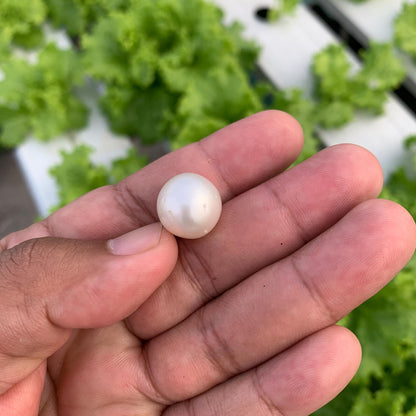 White South Sea Pearl Loose Indonesia Pearl (15x14.7mm) BoZorX FR-5