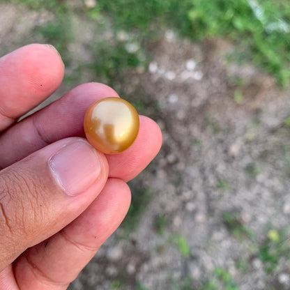 16.2x15.4mm Large Golden South Sea Pearl Undrilled Seawater Pearl PP-2