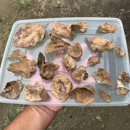 Natural Incense Agarwood Chip Chénxiāng Oud Oudh Xiāng Kyara Kynam Aloeswood Kinam qí nán Jinkō Englewood 50 Grams C6