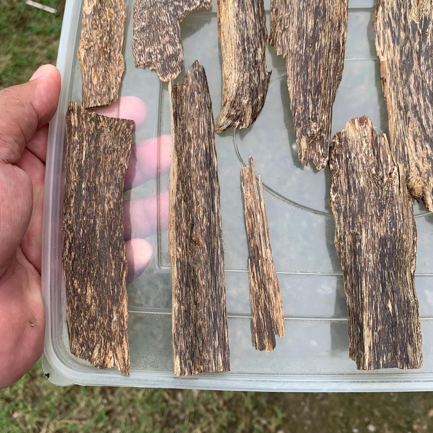 50 Grams Indonesia Agarwood Chips