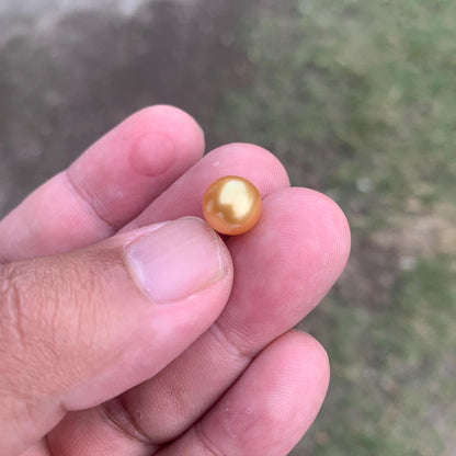 Loose High Grade Golden South Sea Pearl High Grade Loose Seawater Saltwater Pearl Small-1