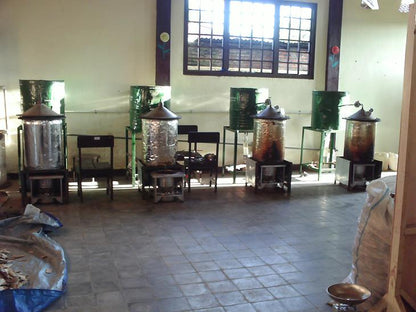 Malino Agarwood Oil: Kalimantan Oud Oil, Indonesia Gaharu