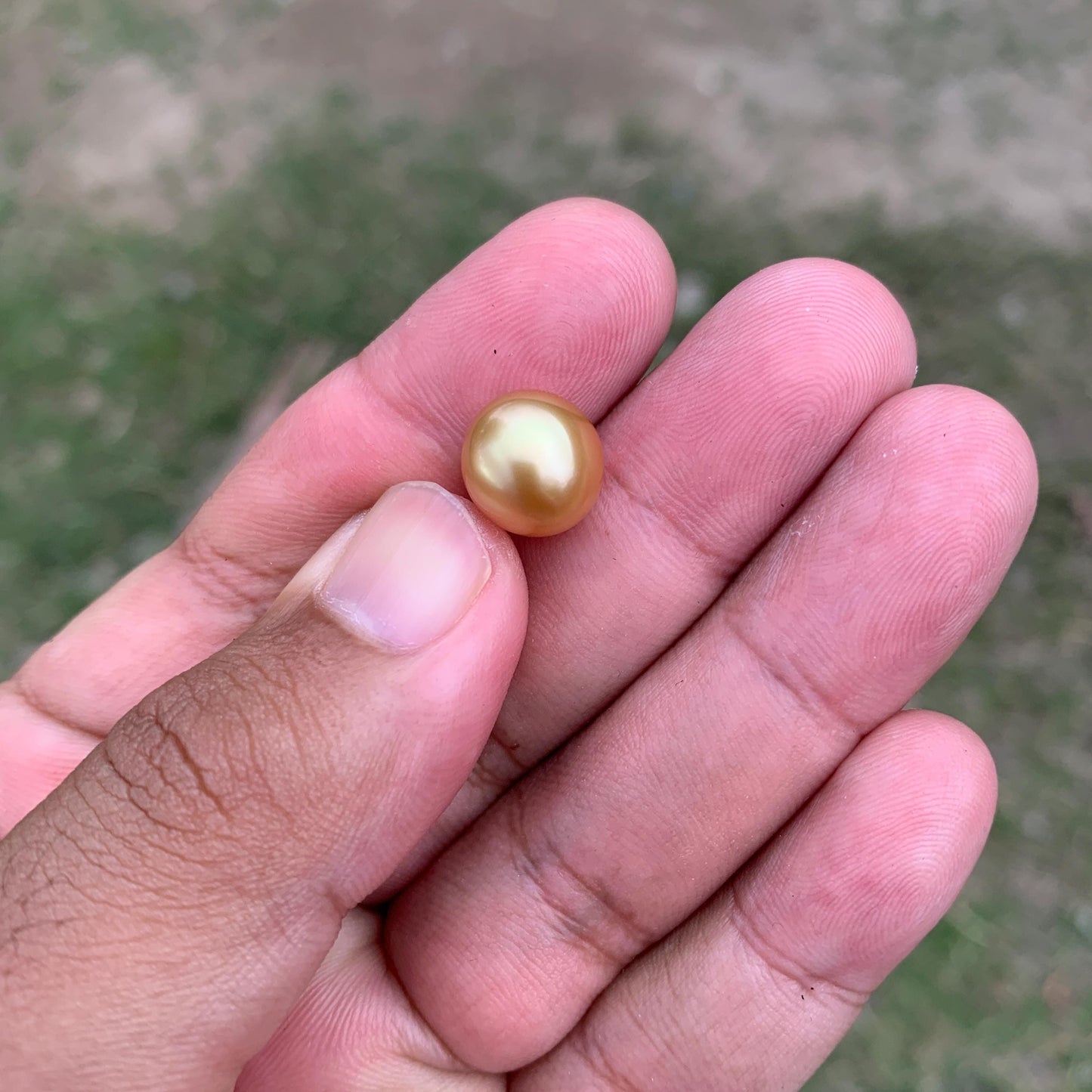 11.6mm Golden South Sea Pearl High Grade Loose Gem PP4-B