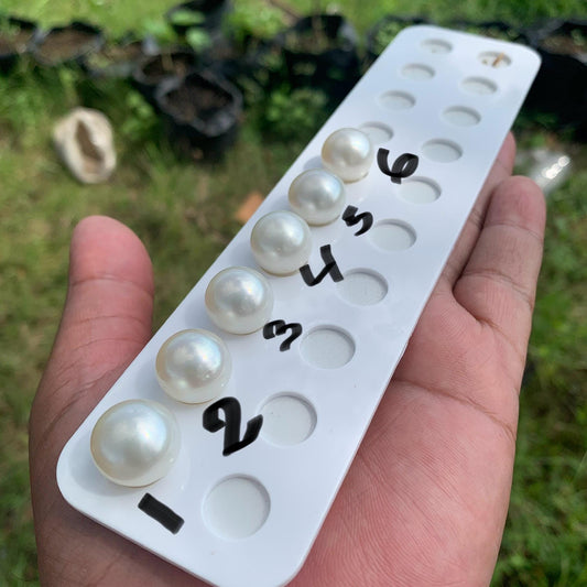 White South Sea Pearl Loose Button Shape, 14.5-16mm BT