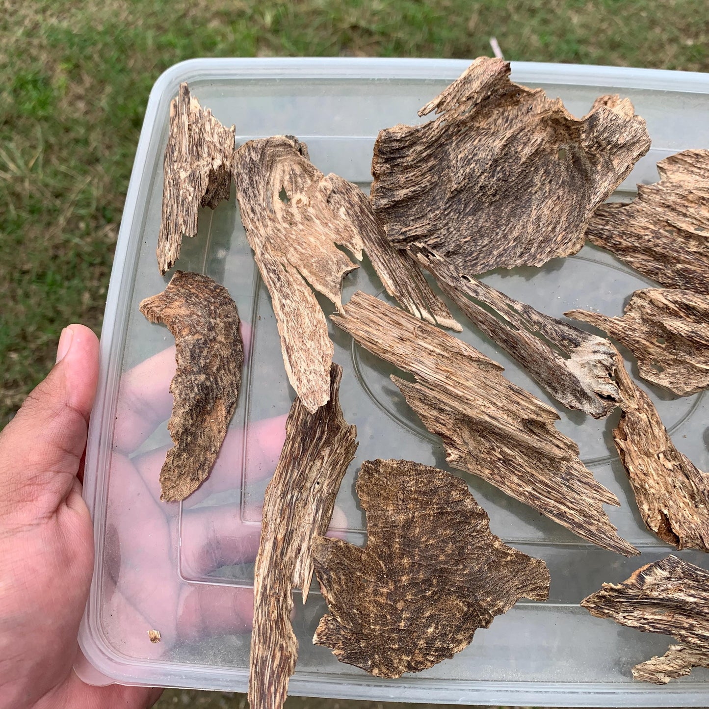 50 Grams Agarwood Oud 沉香 奇楠 沈香 العود C7