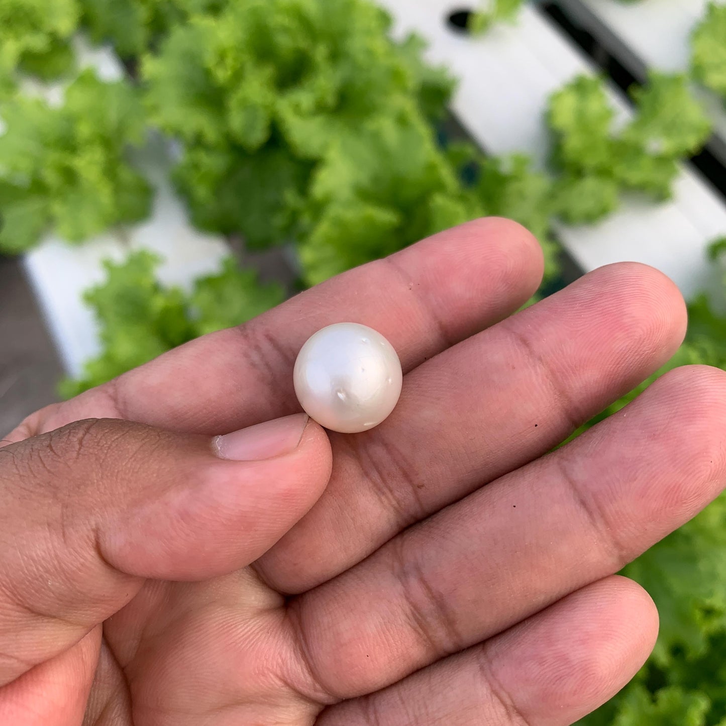 White South Sea Pearl Loose Indonesia Pearl (15x14.7mm) BoZorX FR-5