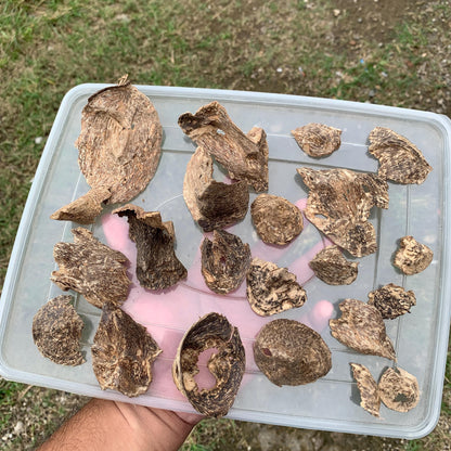 Natural Incense Agarwood Chip Chénxiāng Oud Oudh Xiāng Kyara Kynam Aloeswood Kinam qí nán Jinkō Englewood 50 Grams C6