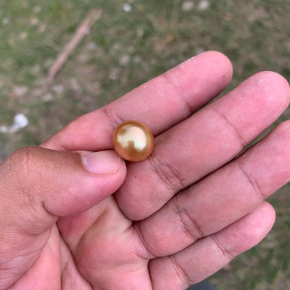 14mm Golden South Sea Button Pearl High Grade Loose Saltwater Pearl PP4-1