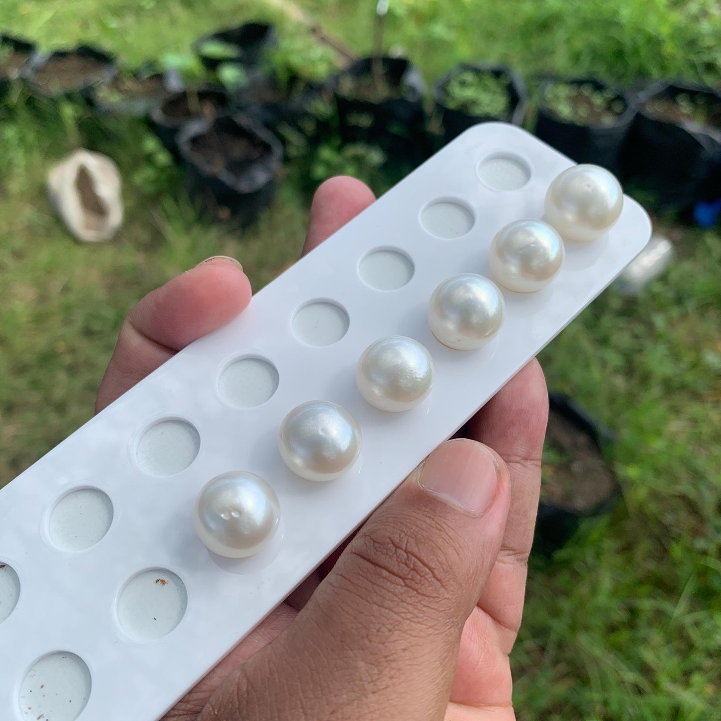 White South Sea Pearl Loose Button Shape, 14.5-16mm BT