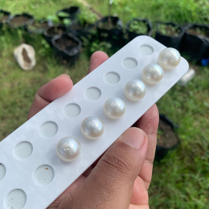 White South Sea Pearl Loose Button Shape, 14.5-16mm BT