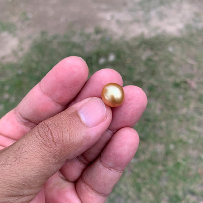 11.6mm Golden South Sea Pearl High Grade Loose Gem PP4-B