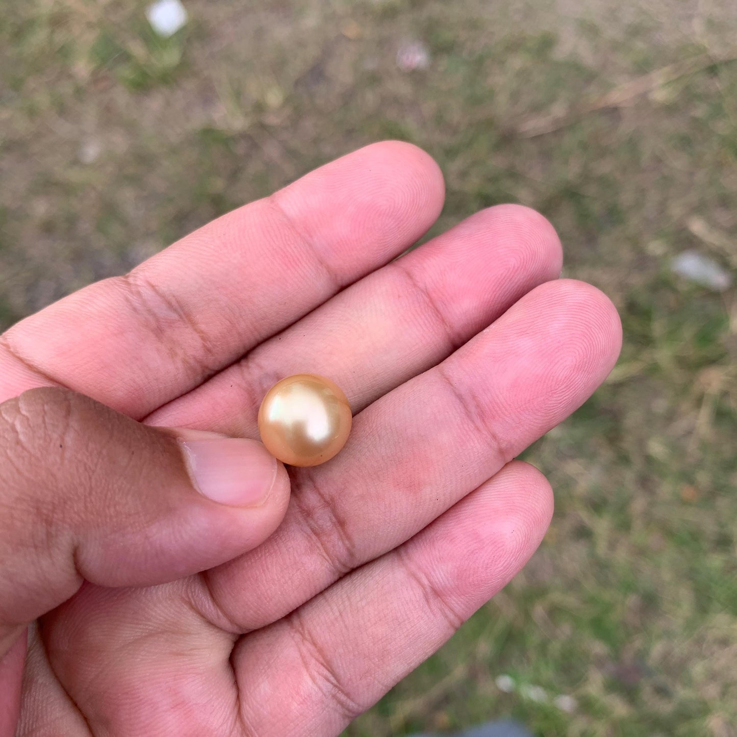 12.6mm Golden South Sea Pearl High Grade Loose Gem PP3-4