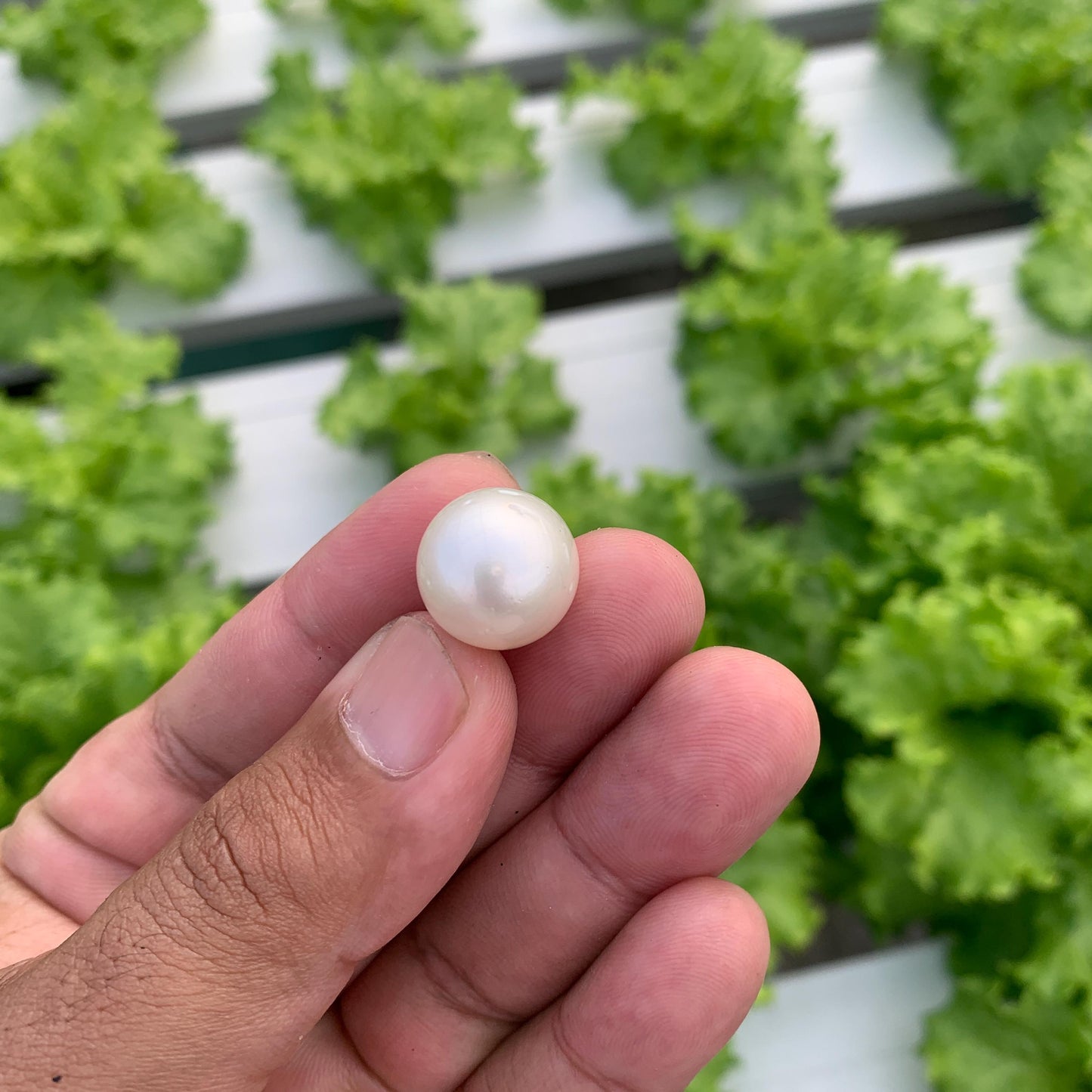 White South Sea Pearl Loose Indonesia Pearl (15x14.7mm) BoZorX FR-5