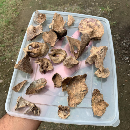 Natural Incense Agarwood Chip Chénxiāng Oud Oudh Xiāng Kyara Kynam Aloeswood Kinam qí nán Jinkō Englewood 50 Grams C6