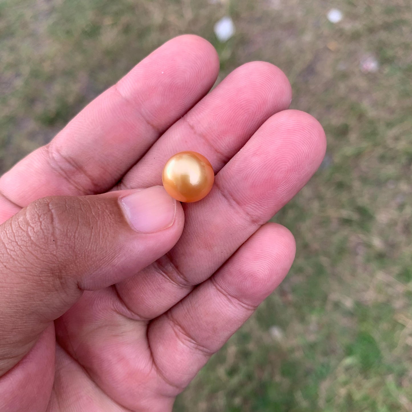 12mm Golden South Sea Pearl High Grade Loose Gold Seawater Pearl PP3-5