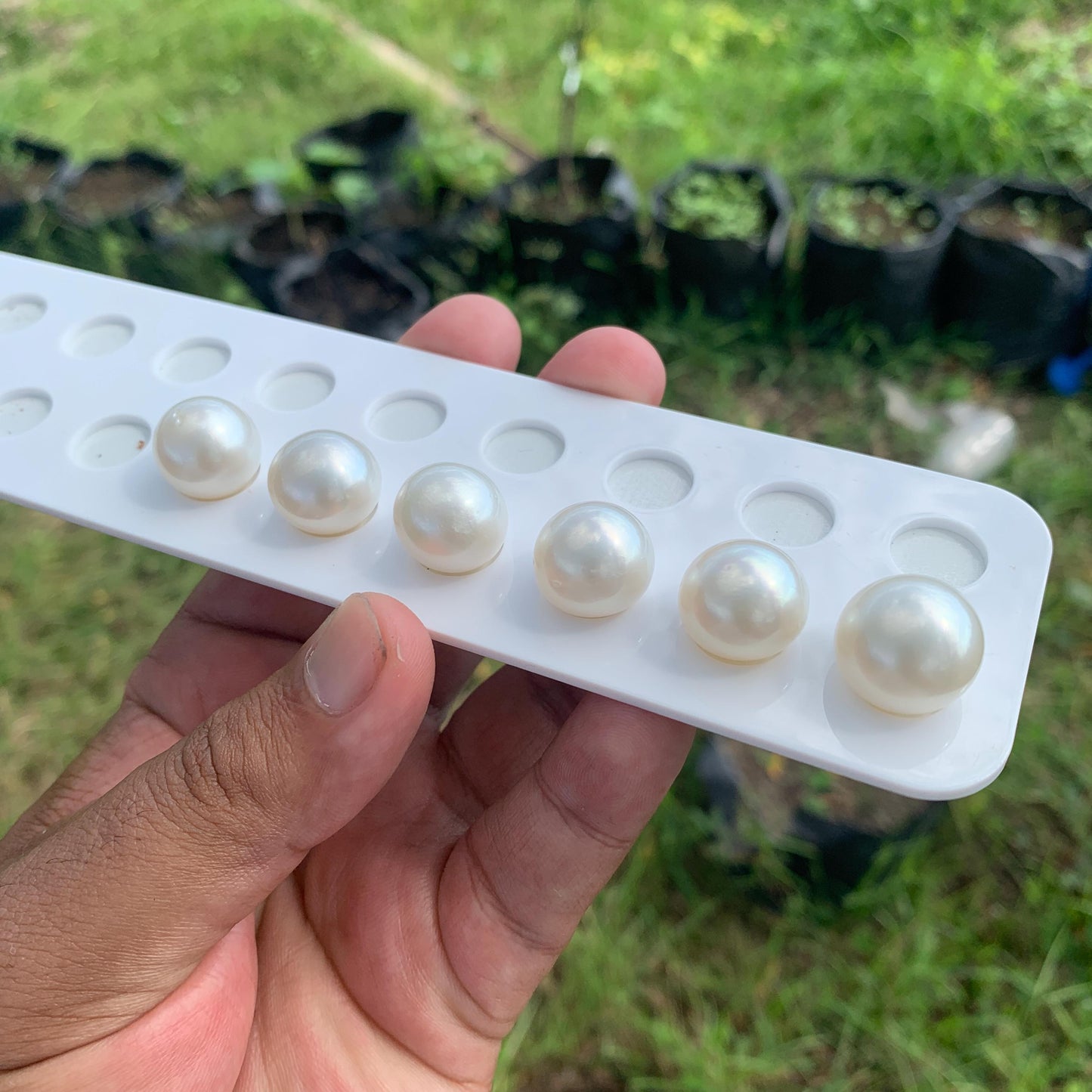 White South Sea Pearl Loose Button Shape, 14.5-16mm BT