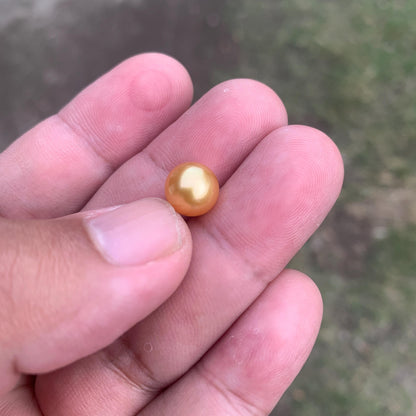 Loose High Grade Golden South Sea Pearl High Grade Loose Seawater Saltwater Pearl Small-1