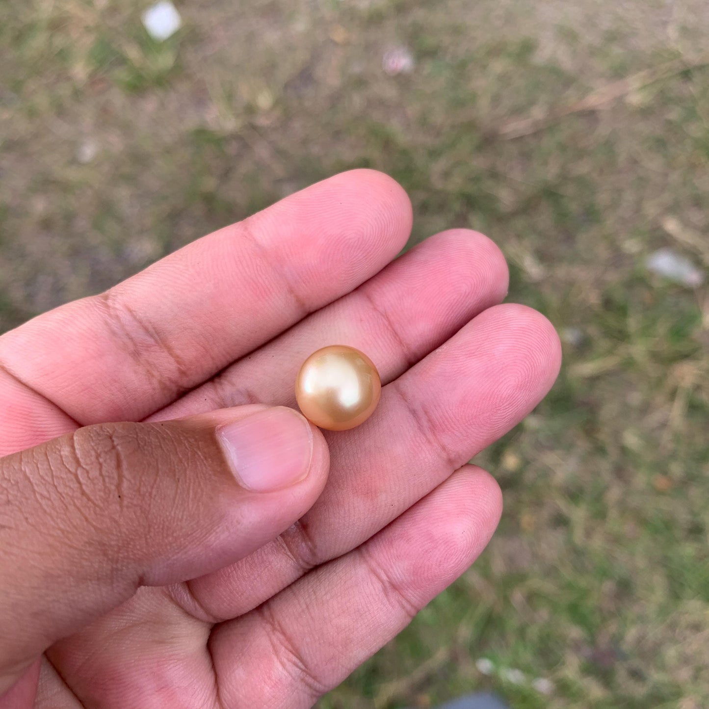 12.6mm Golden South Sea Pearl High Grade Loose Gem PP3-4