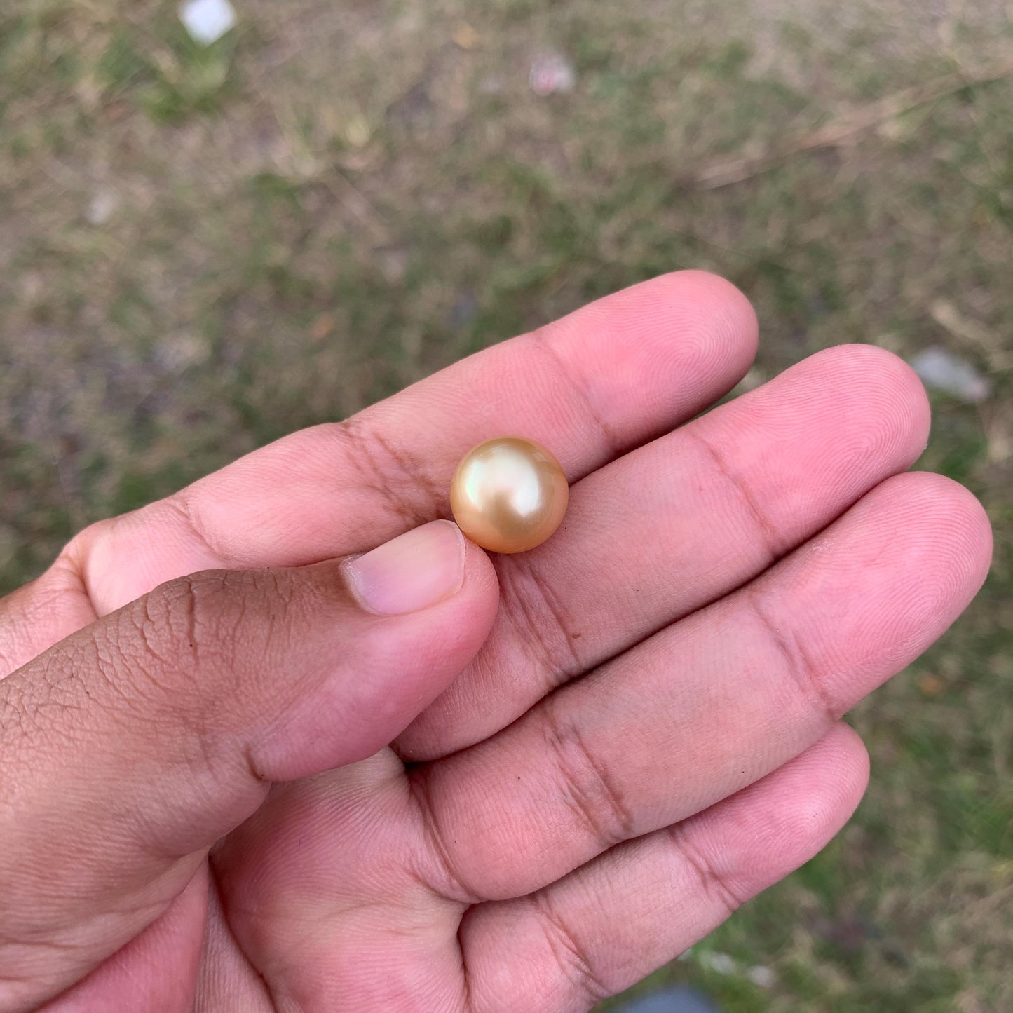 12.6mm Golden South Sea Pearl High Grade Loose Gem PP3-4