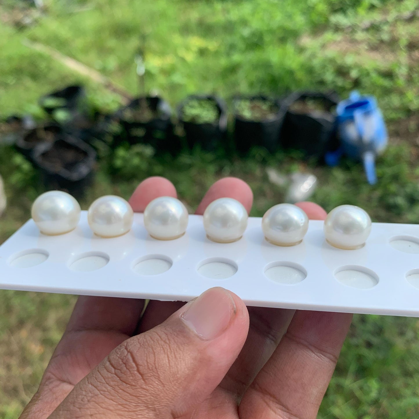 White South Sea Pearl Loose Button Shape, 14.5-16mm BT