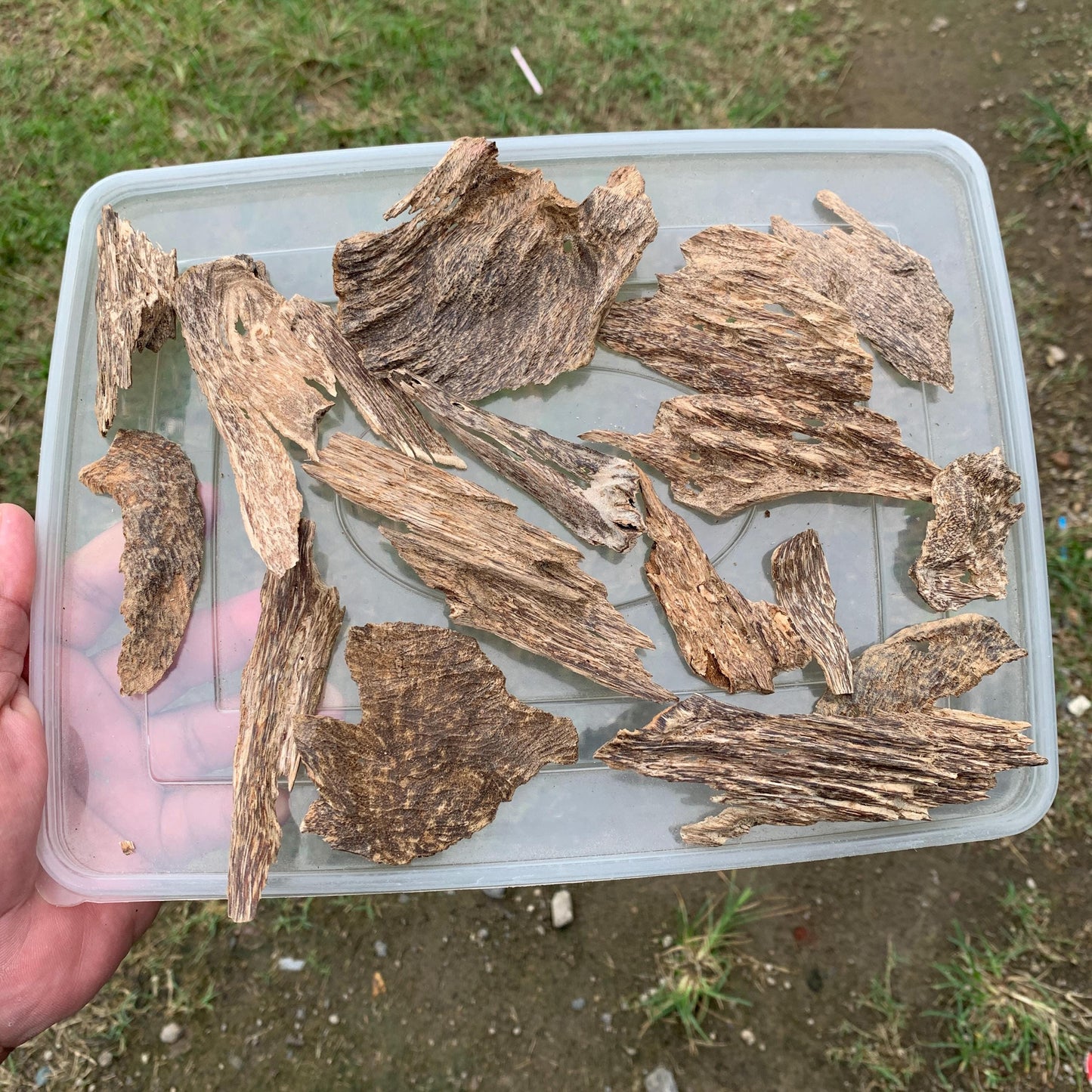 50 Grams Agarwood Oud 沉香 奇楠 沈香 العود C7