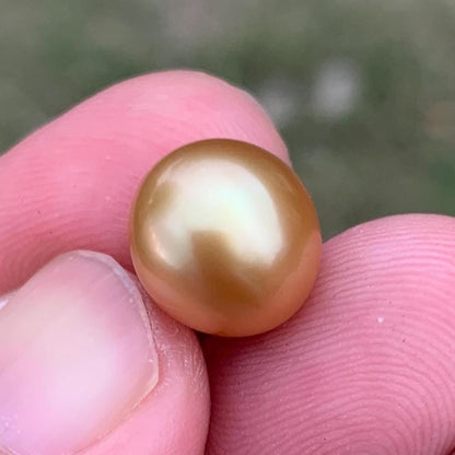 11.6mm Golden South Sea Pearl High Grade Loose Gem PP4-B