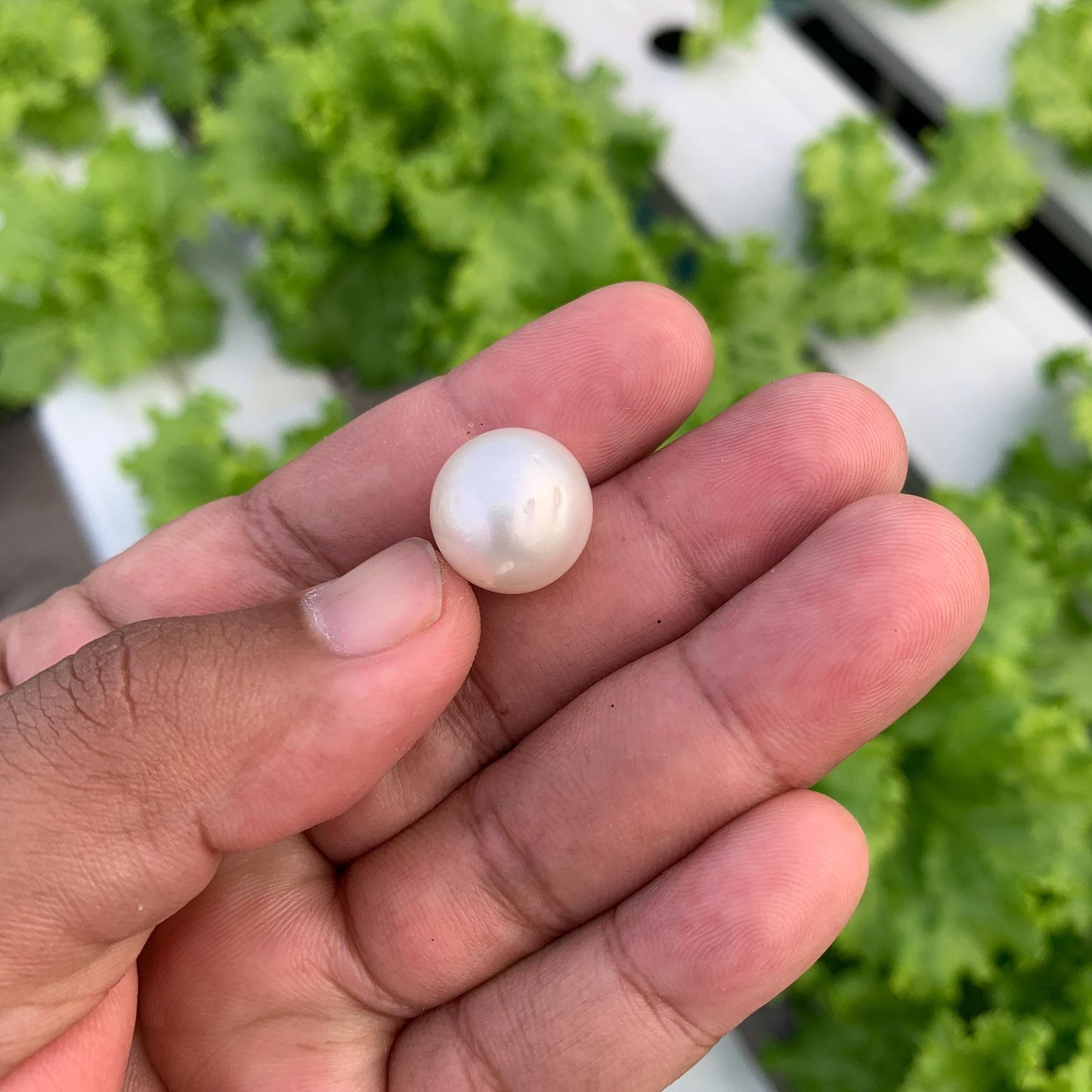 White South Sea Pearl Loose Indonesia Pearl (15x14.7mm) BoZorX FR-5