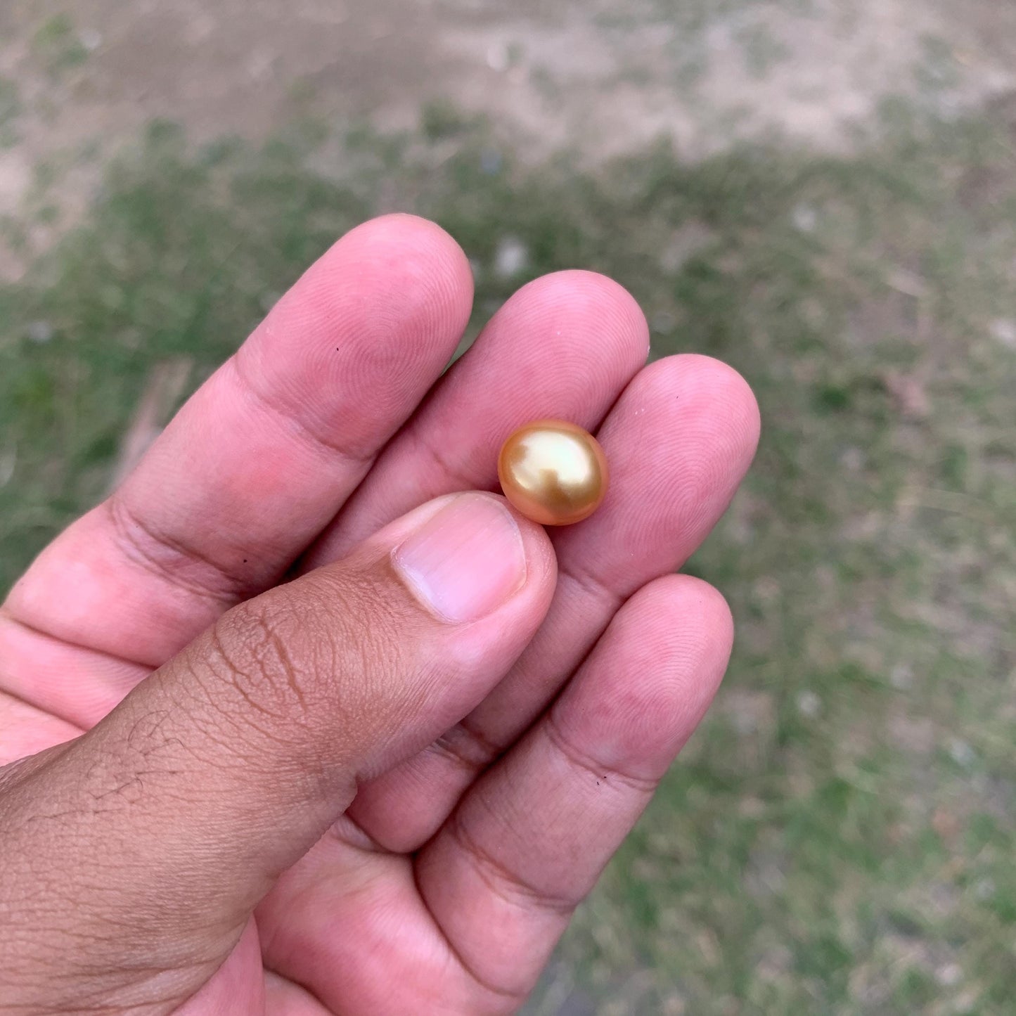 11.6mm Golden South Sea Pearl High Grade Loose Gem PP4-B