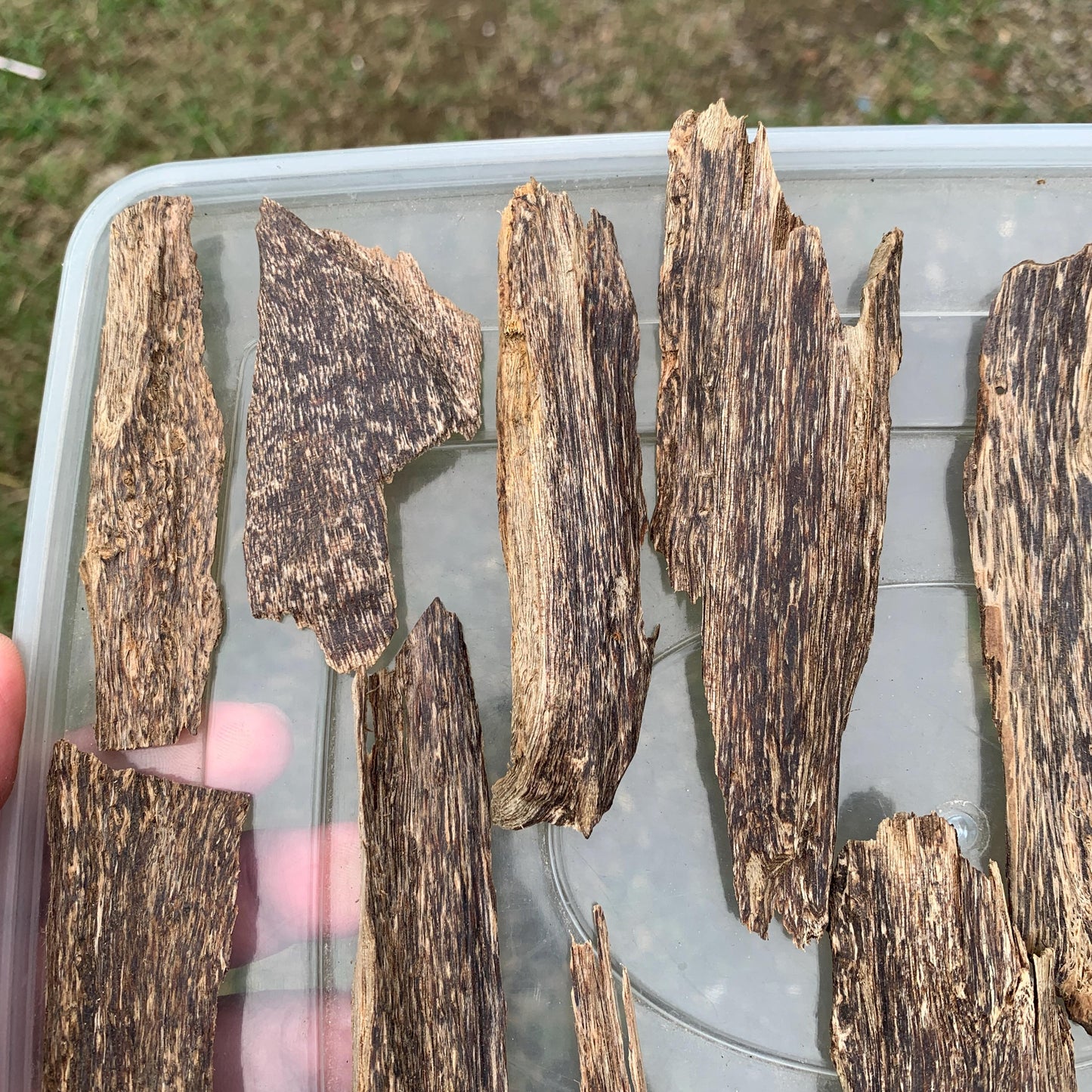 50 Grams Indonesia Agarwood Chips