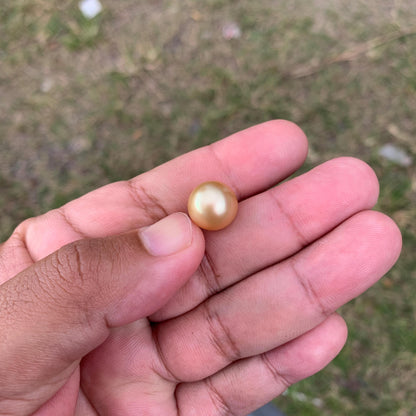 12.6mm Golden South Sea Pearl High Grade Loose Gem PP3-4